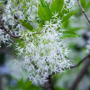 Chinese Fringe Tree