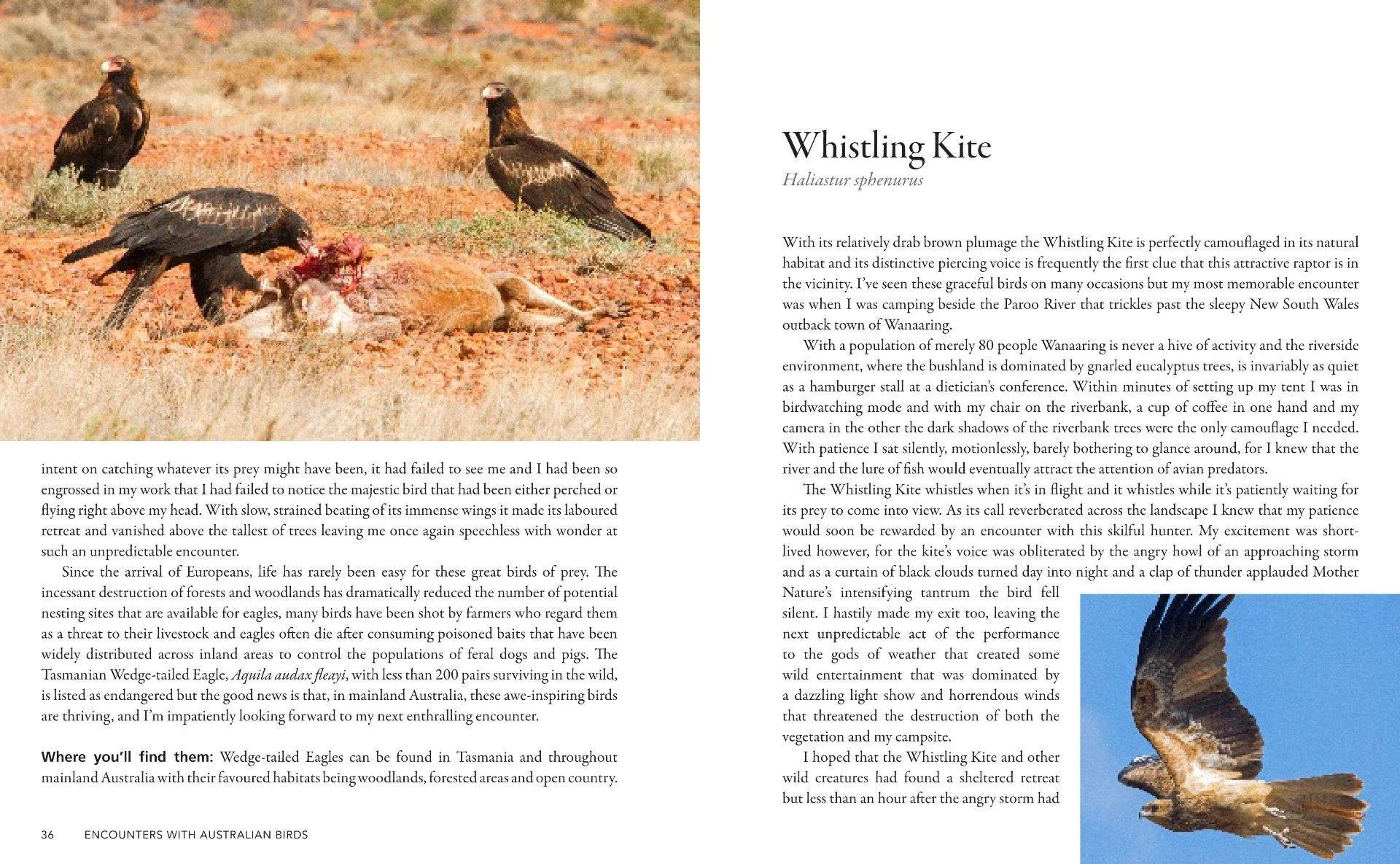 Encounters With Australian Birds: Finding Inspirations from Australia's Amazing Birdlife