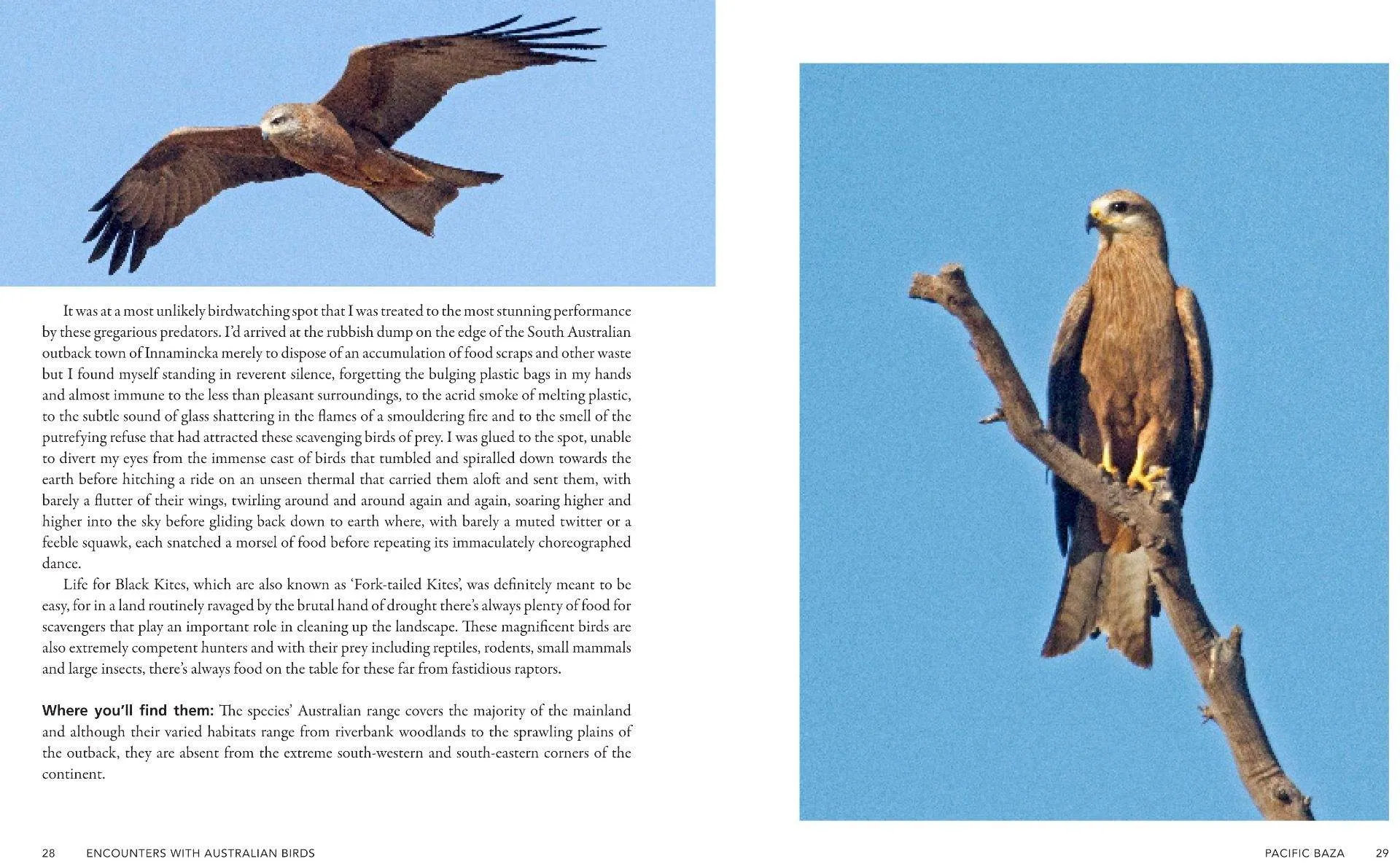 Encounters With Australian Birds: Finding Inspirations from Australia's Amazing Birdlife